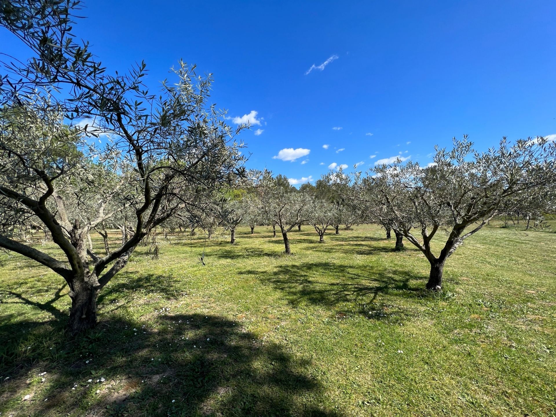 propriété de luxe 14 Pièces en vente sur LA LIVINIERE (34210)