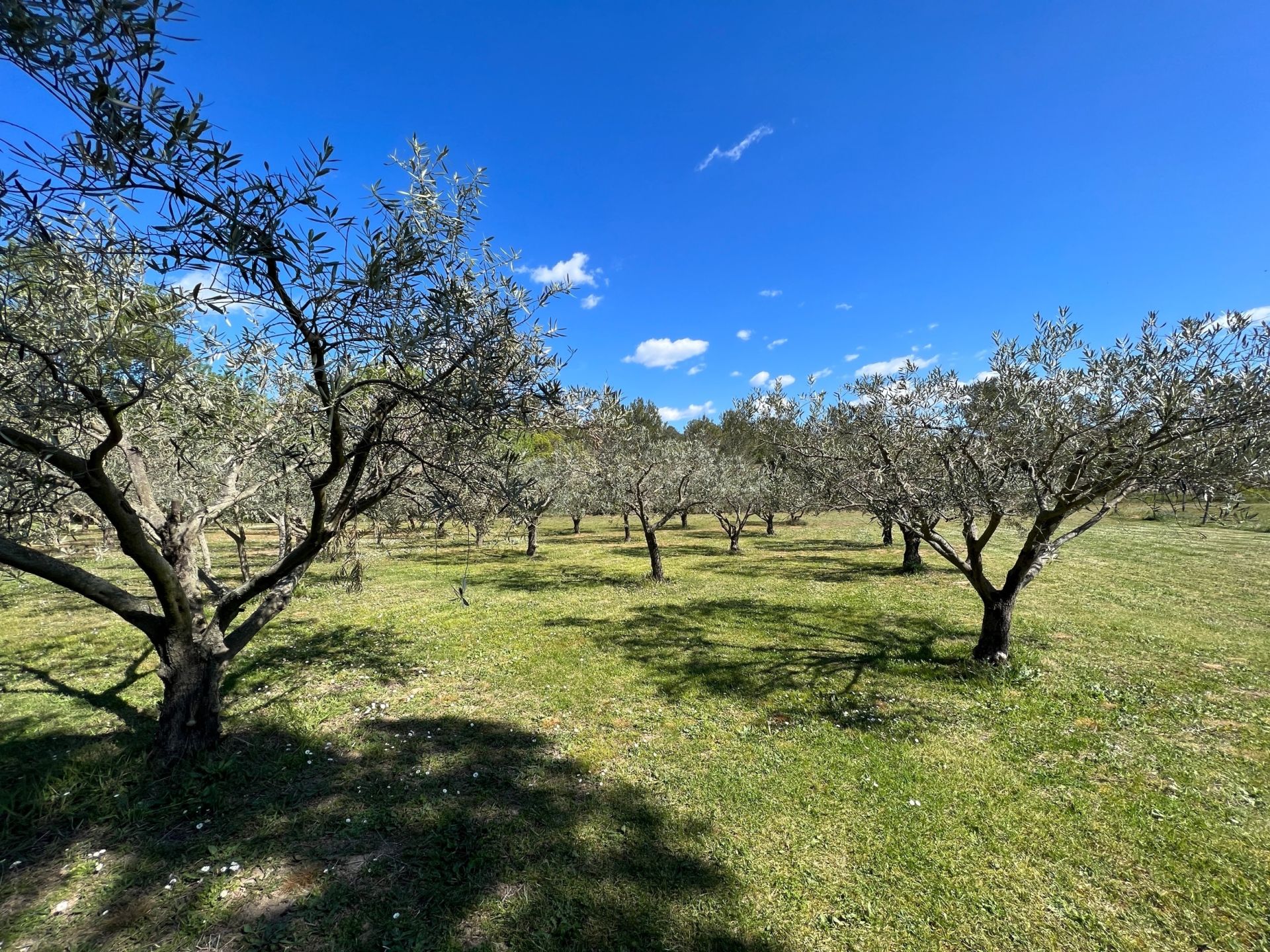 propriété de luxe 14 Pièces en vente sur LA LIVINIERE (34210)