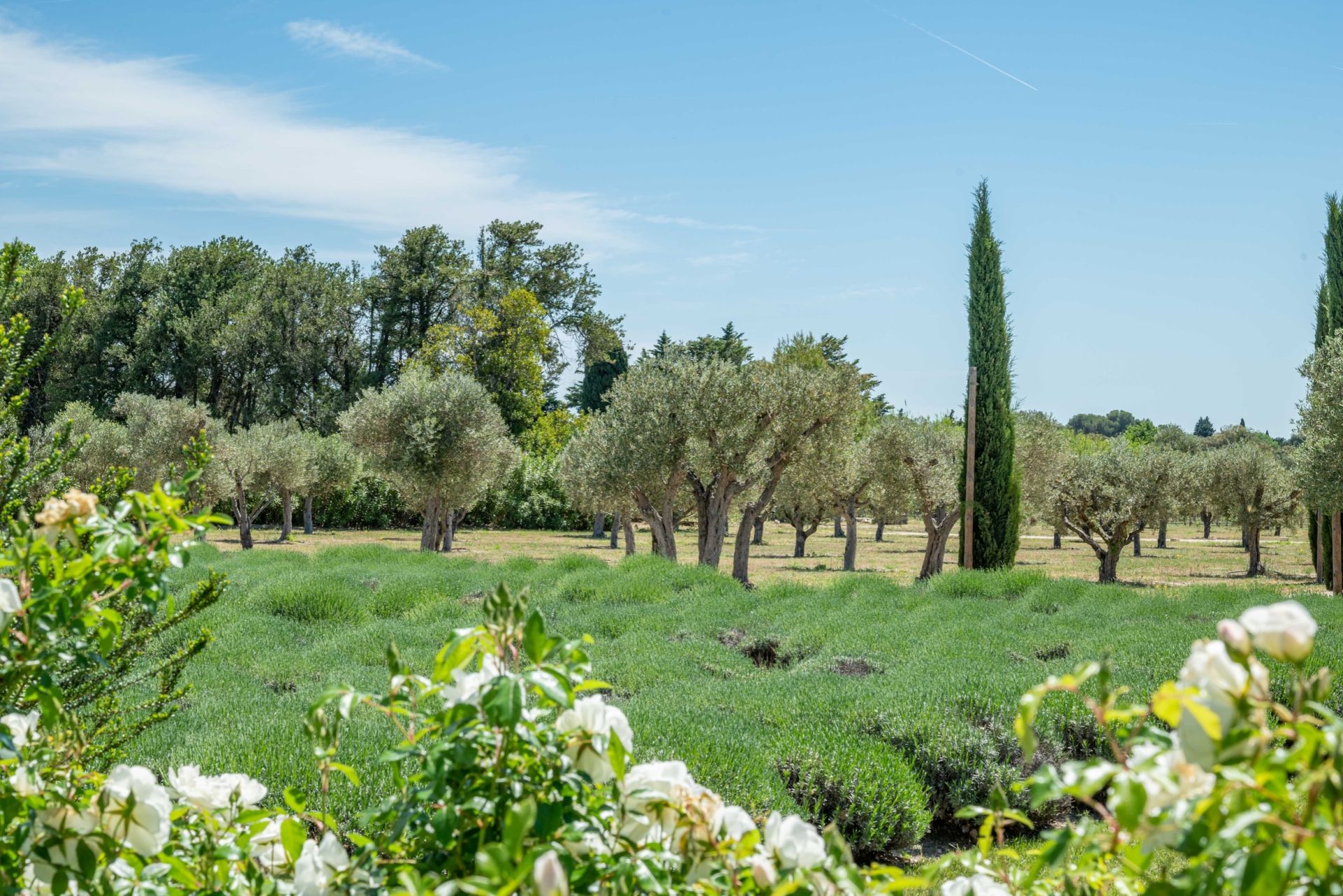 luxury house 8 Rooms for sale on MAUSSANE LES ALPILLES (13520)