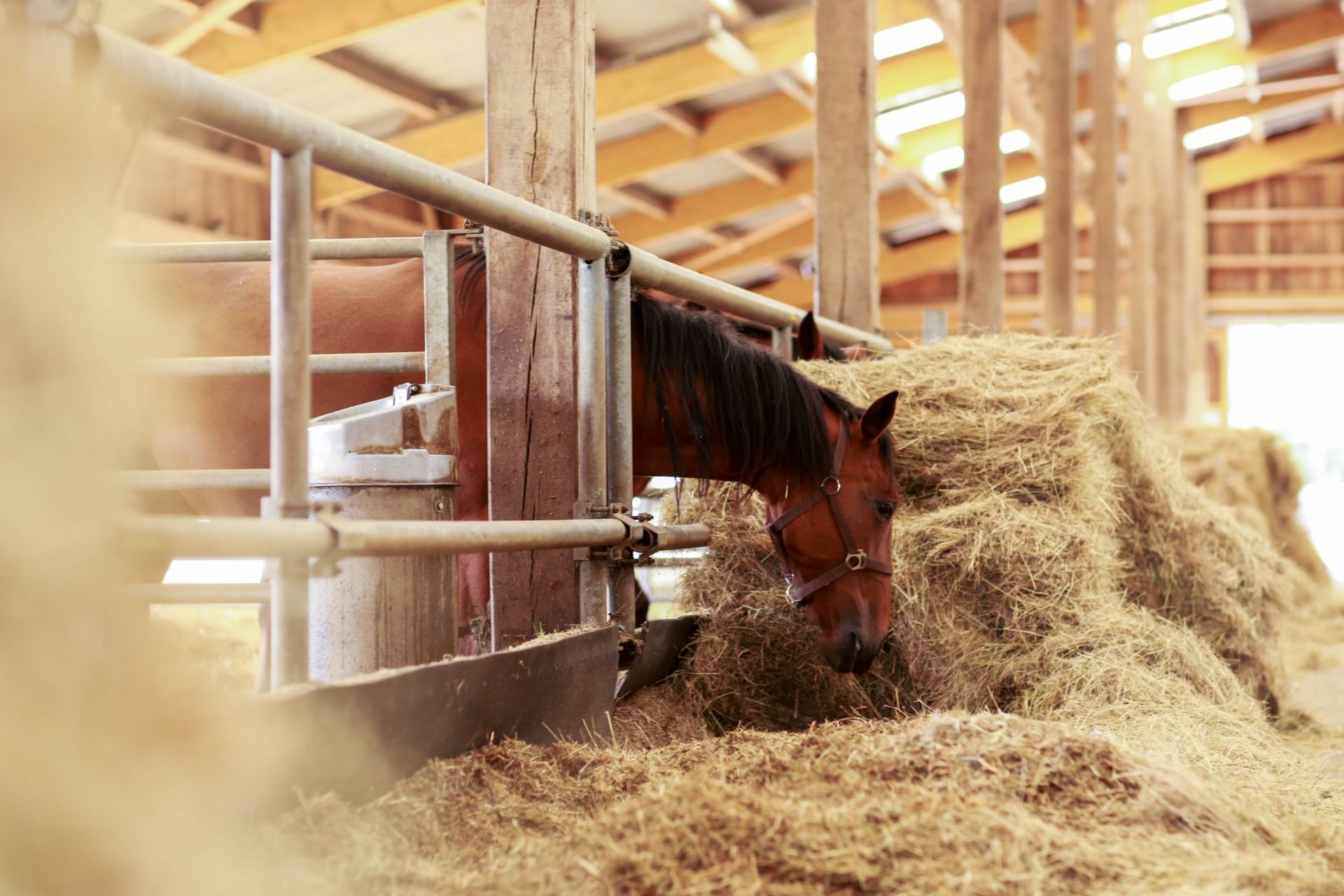 propriété équestre 12 Pièces en vente sur NANTES (44000)