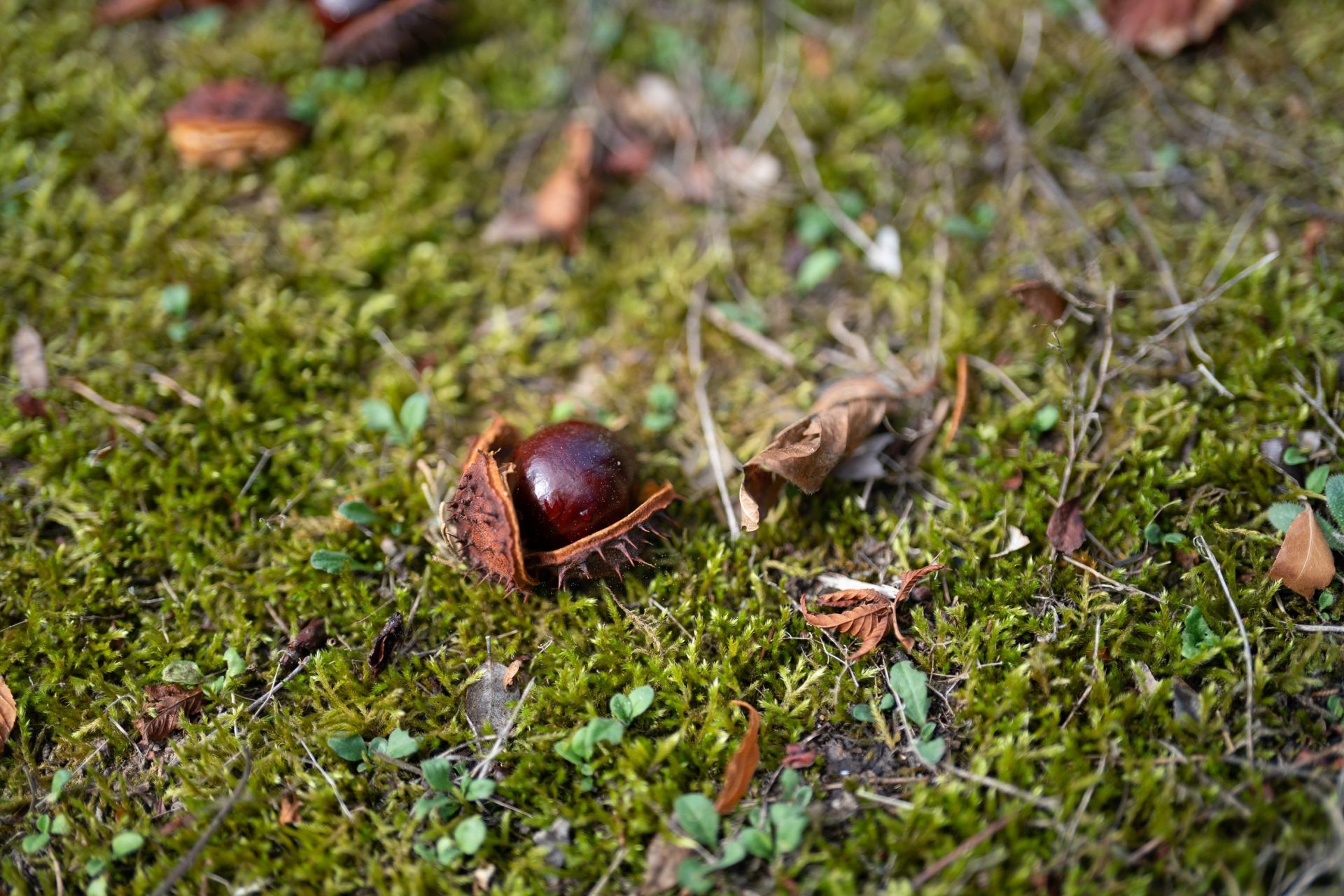 maison de luxe 18 Pièces en vente sur HOMPS (11200)