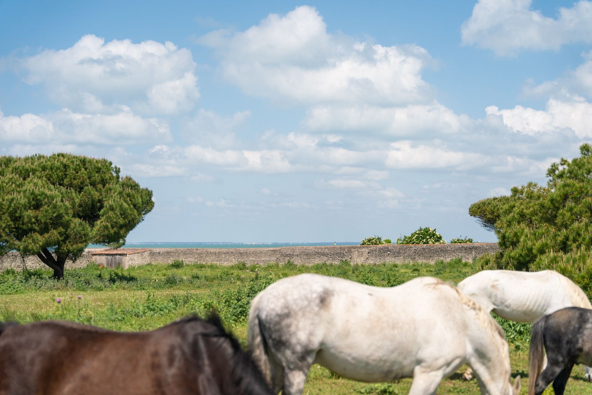 luxury house 11 Rooms for sale on ST MARTIN DE RE (17410)