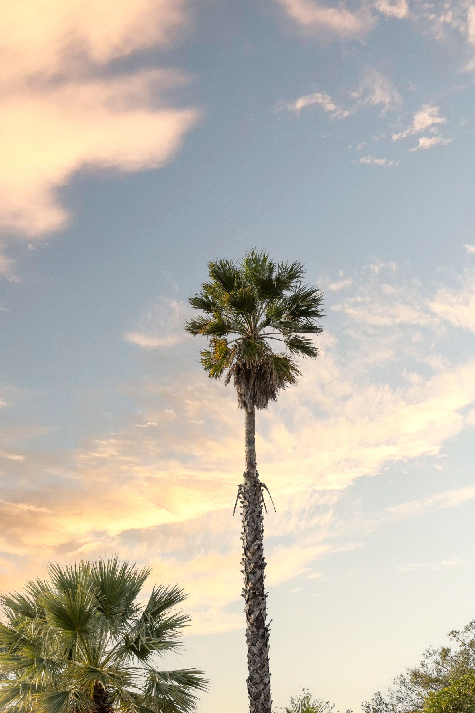 maison de luxe 6 Pièces en location saisonnière sur BORMES LES MIMOSAS (83230)