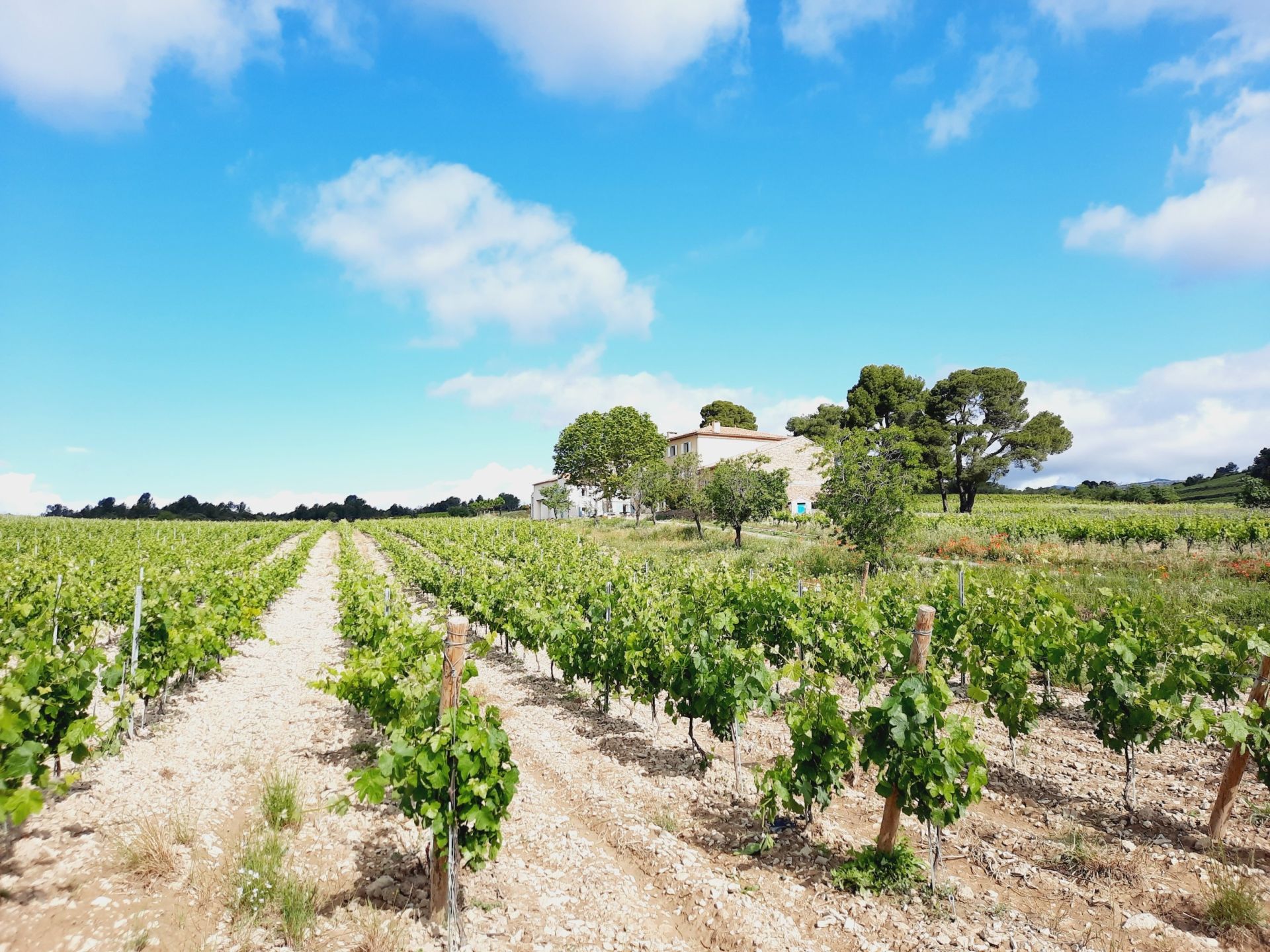 wine estate 12 Rooms for sale on LA LIVINIERE (34210)