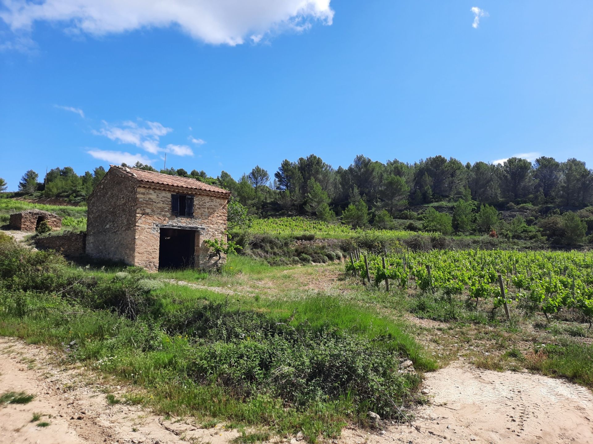 wine estate 12 Rooms for sale on LA LIVINIERE (34210)
