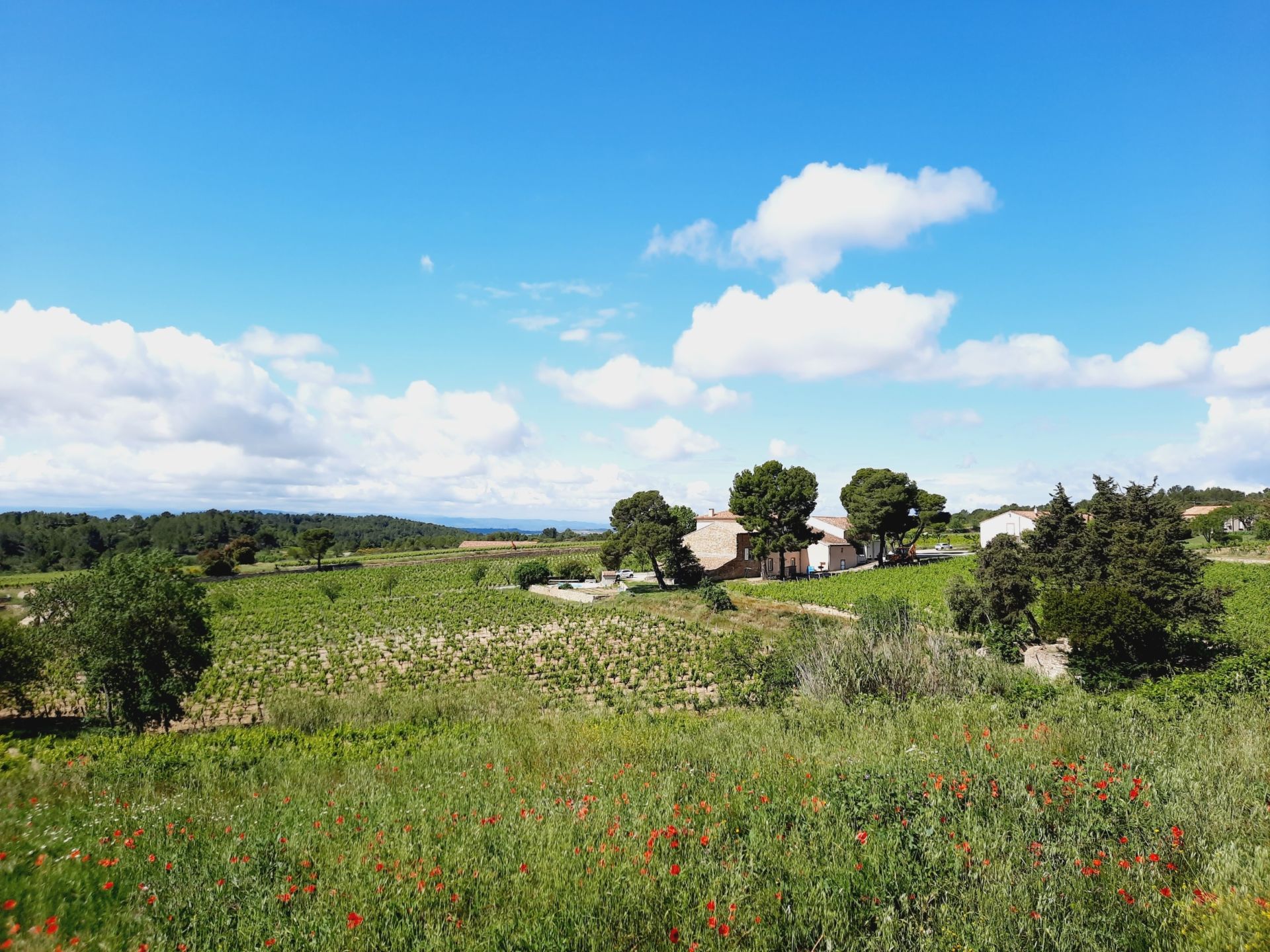 wine estate 12 Rooms for sale on LA LIVINIERE (34210)