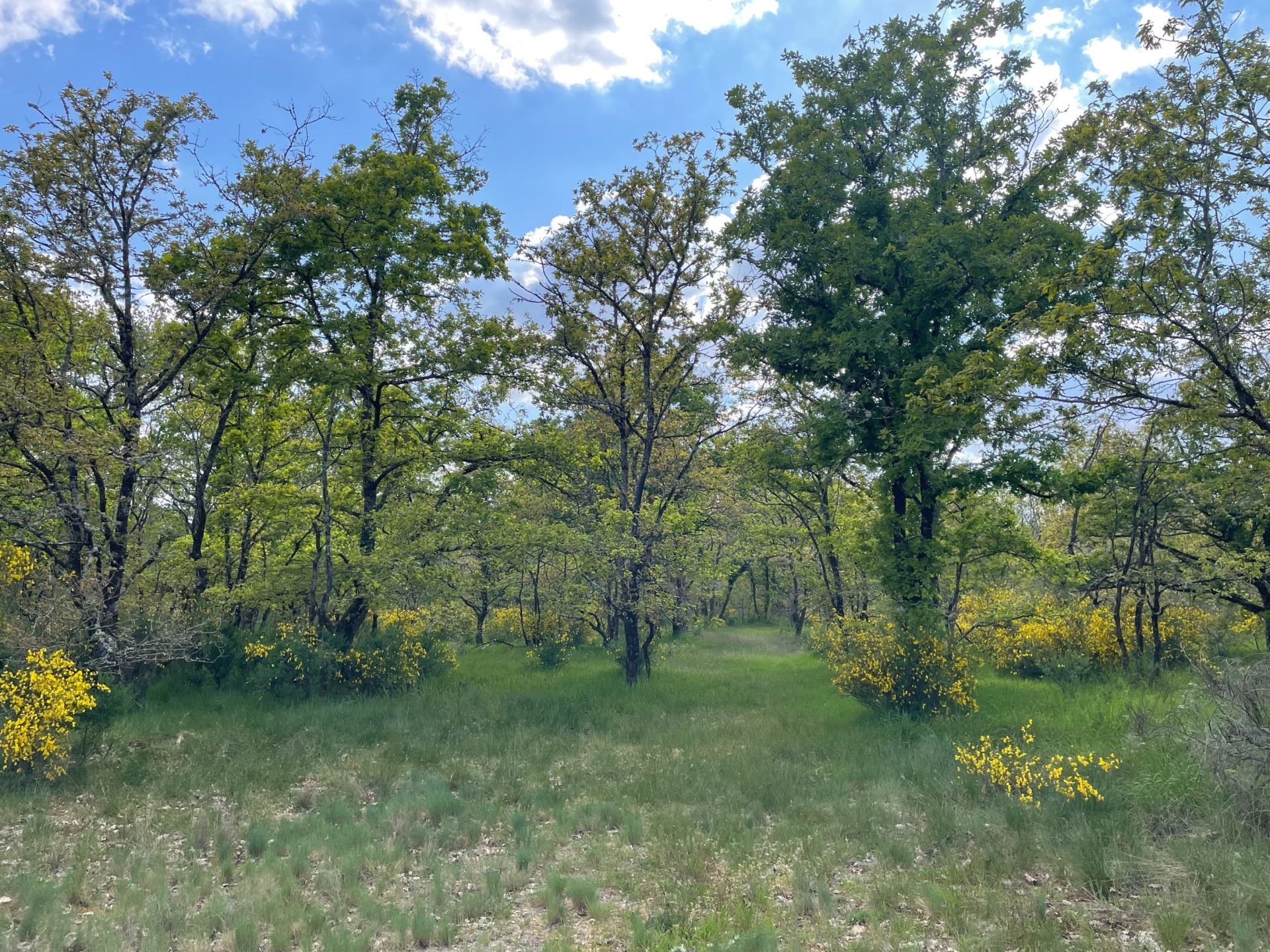 luxury property of hunting 15 Rooms for sale on ROMORANTIN LANTHENAY (41200)