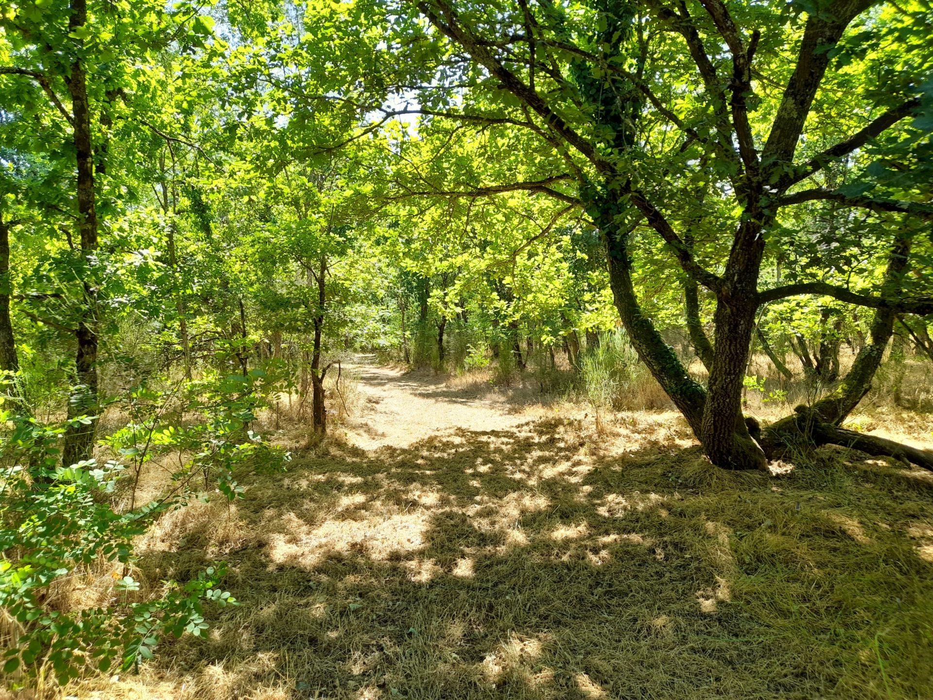 luxury property of hunting 15 Rooms for sale on ROMORANTIN LANTHENAY (41200)