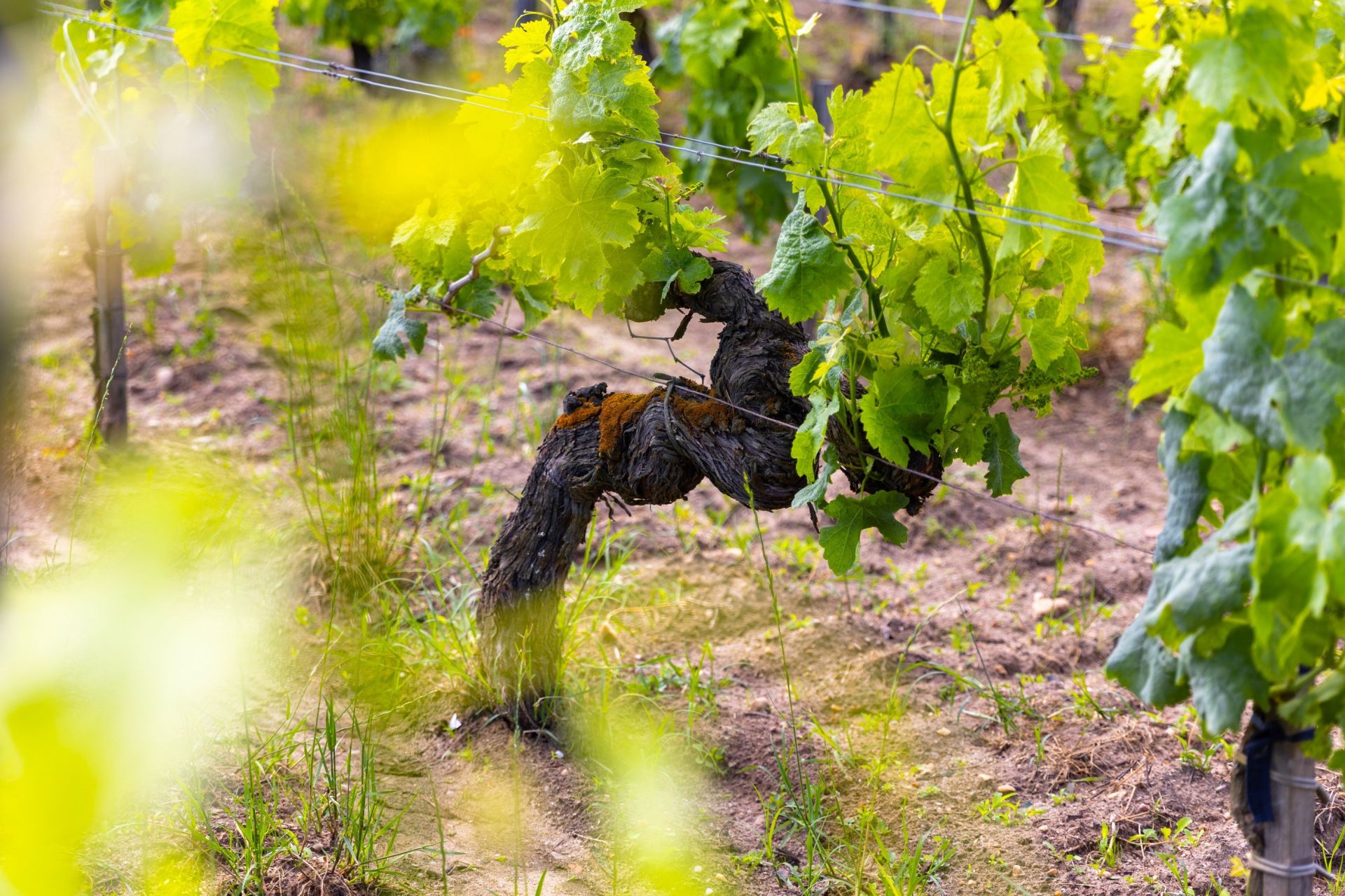propriété viticole 5 Pièces en vente sur BORDEAUX (33000)