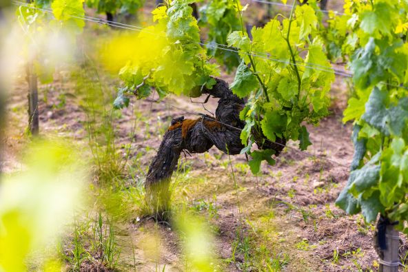 Sale Wine estate Bordeaux 5 Rooms 230 m²