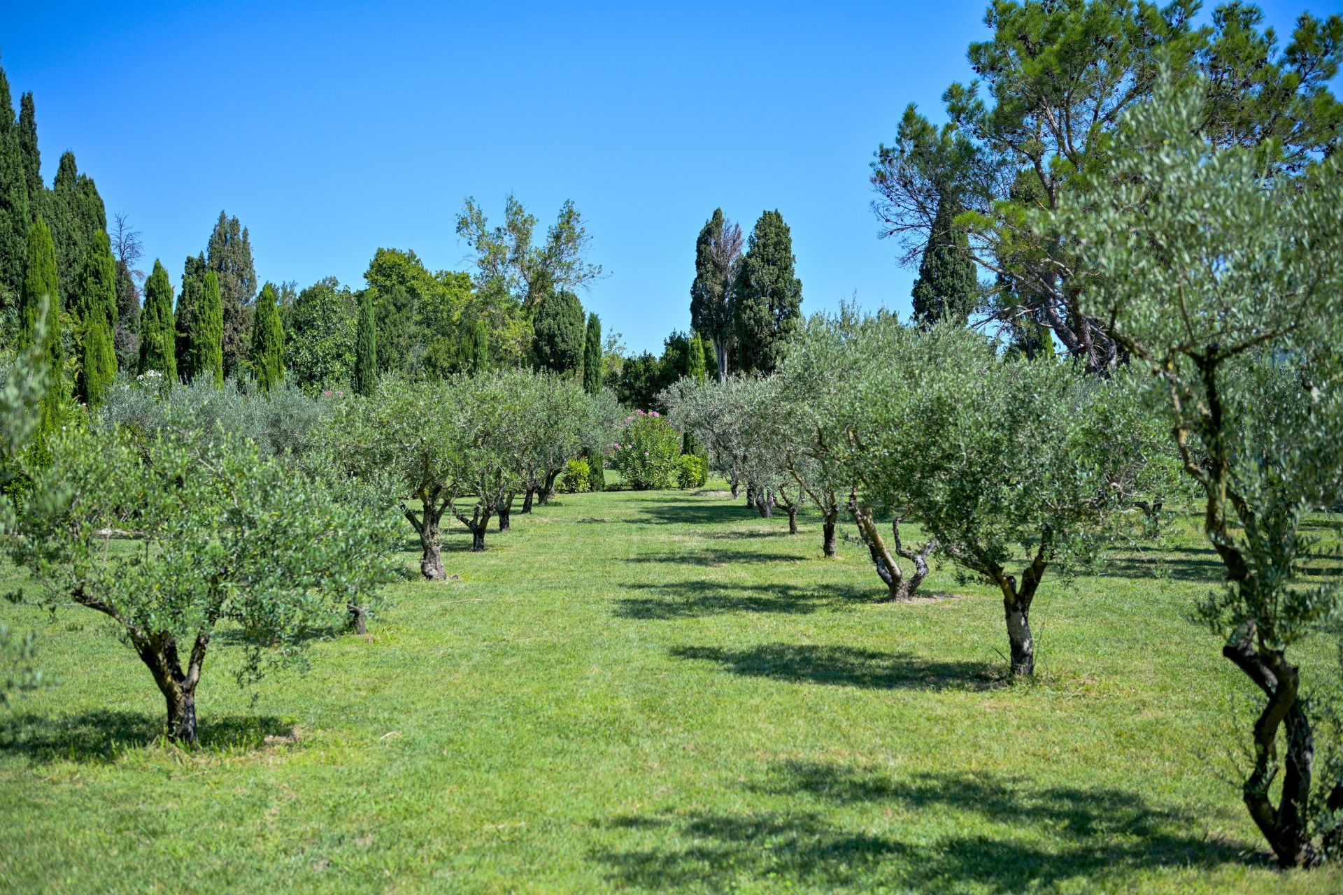 propriété de luxe 13 Pièces en vente sur ST REMY DE PROVENCE (13210)