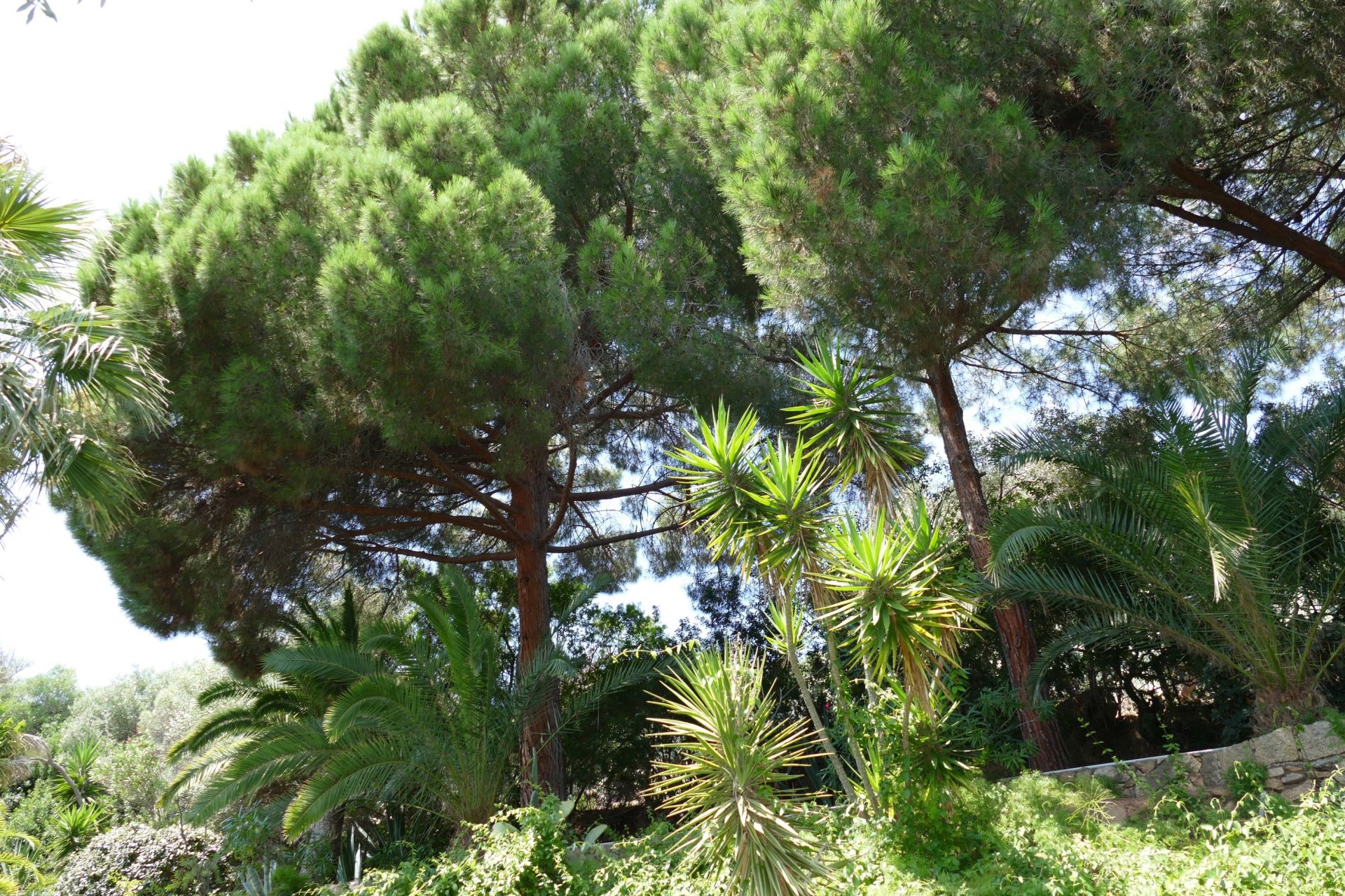 luxury villa 7 Rooms for sale on AJACCIO (20000)