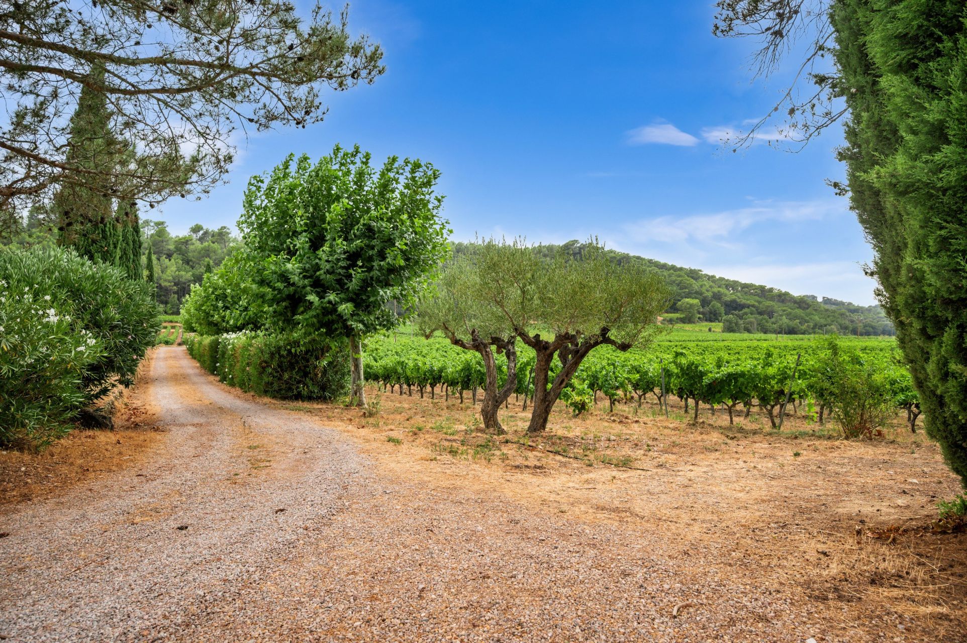 propriété viticole 11 Pièces en vente sur ENTRECASTEAUX (83570)