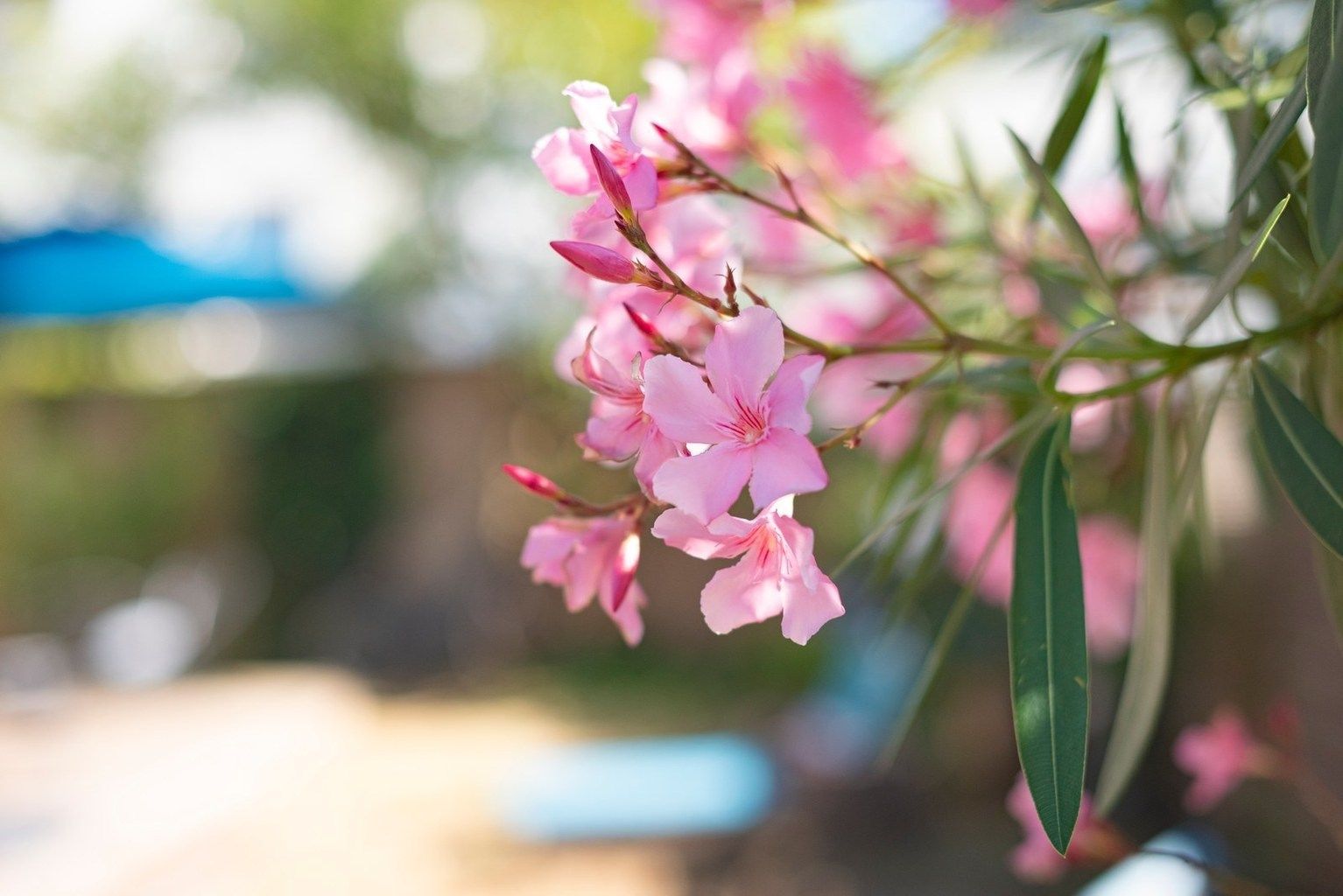 luxury house 6 Rooms for sale on LA BAULE (44500)