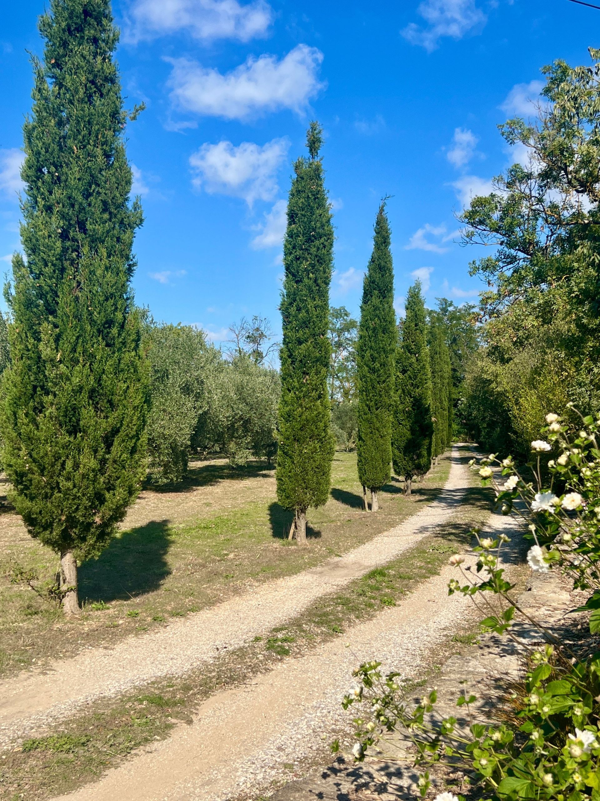 luxury house 5 Rooms for sale on ST REMY DE PROVENCE (13210)