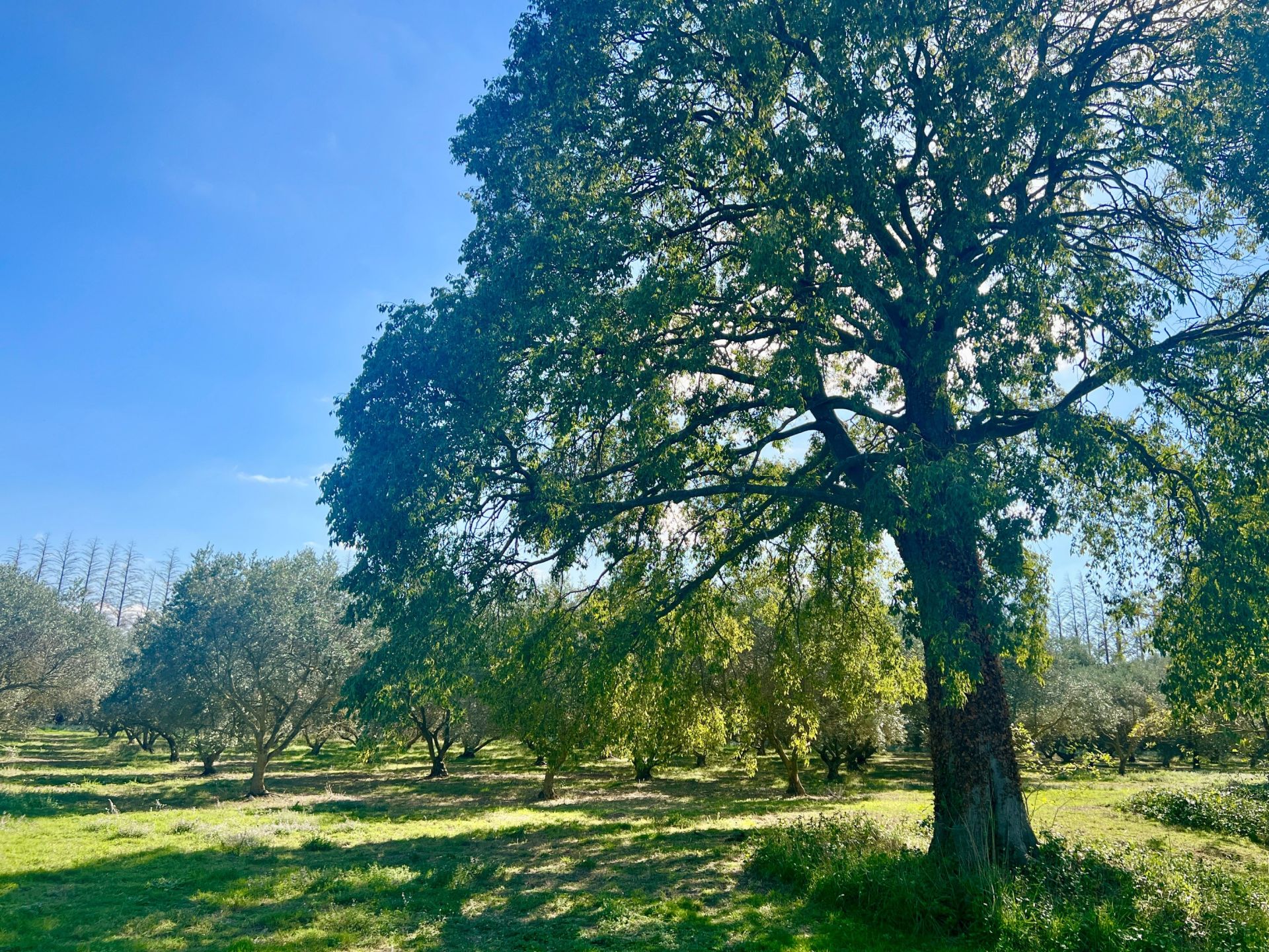 maison de luxe 5 Pièces en vente sur ST REMY DE PROVENCE (13210)