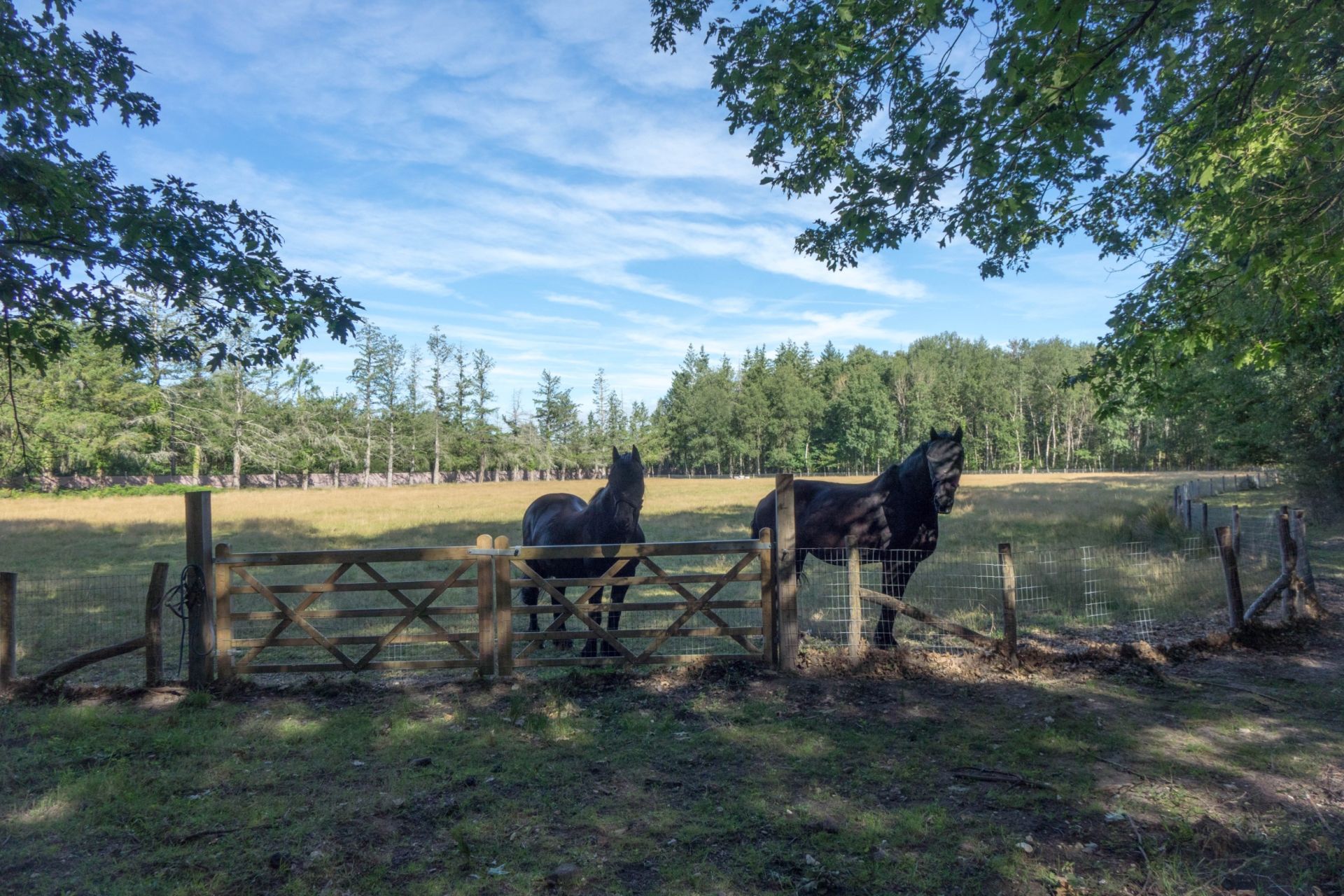 propriété de chasse de luxe 13 Pièces en vente sur LAMOTTE BEUVRON (41600)
