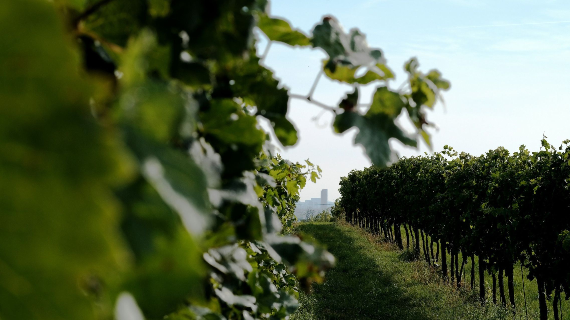 wine estate 5 Rooms for sale on BORDEAUX (33000)