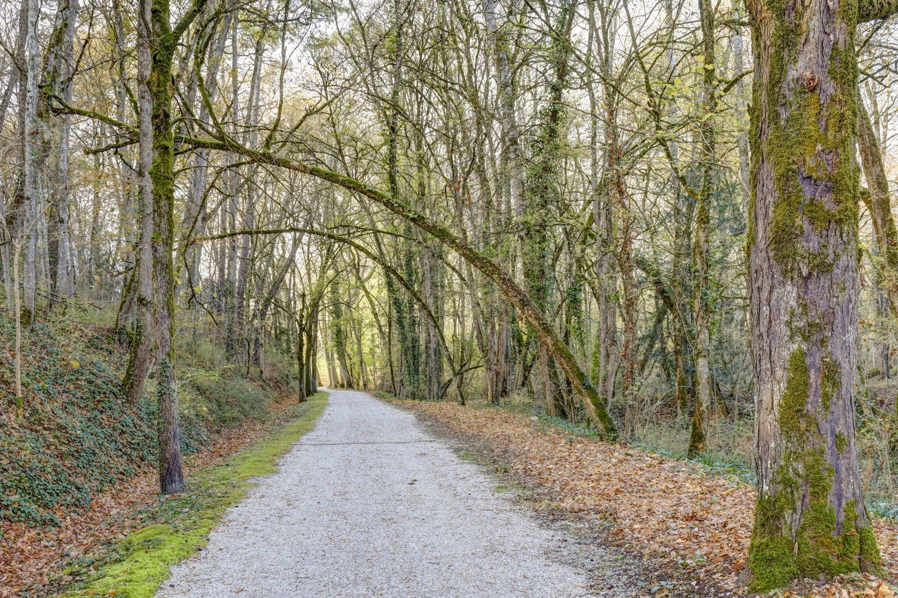 maison de luxe 12 Pièces en vente sur PUYLAURENS (81700)