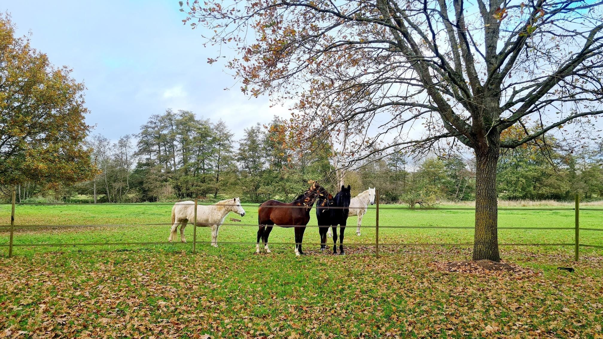 maison de luxe 10 Pièces en vente sur CAMBREMER (14340)