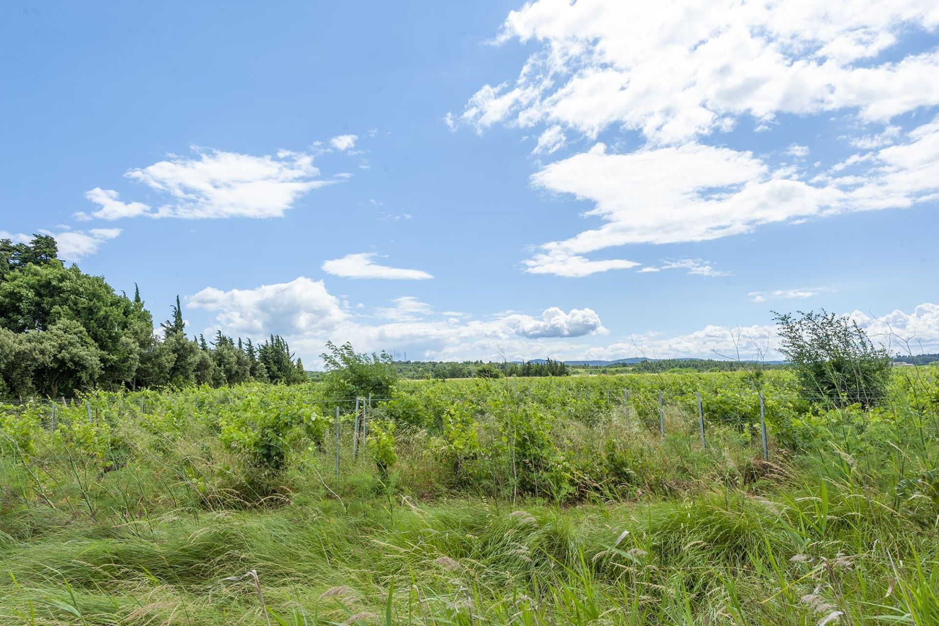 château 40 Pièces en vente sur BIZANET (11200)