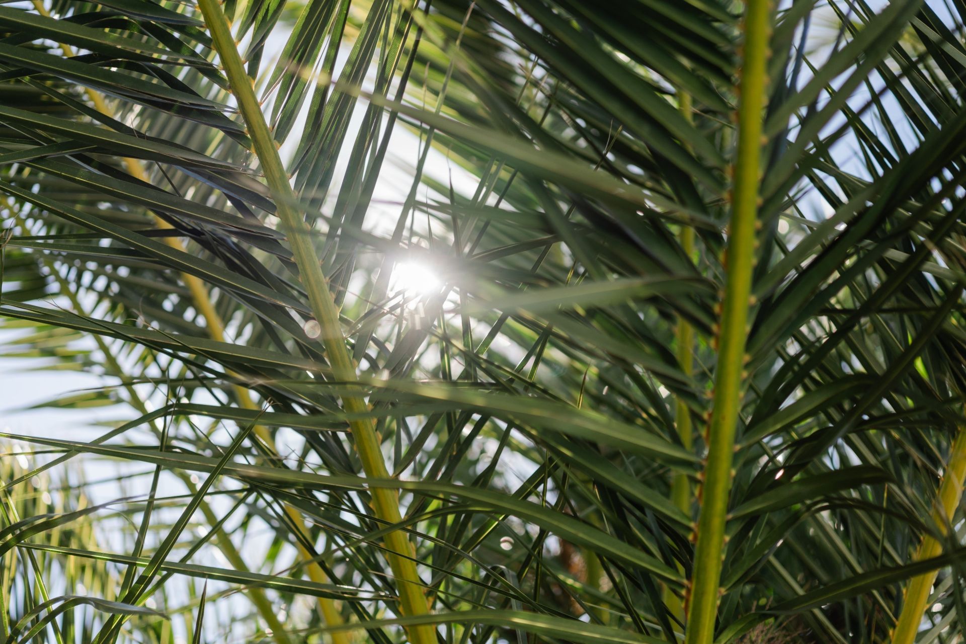 maison de luxe 6 Pièces en vente sur PERPIGNAN (66000)