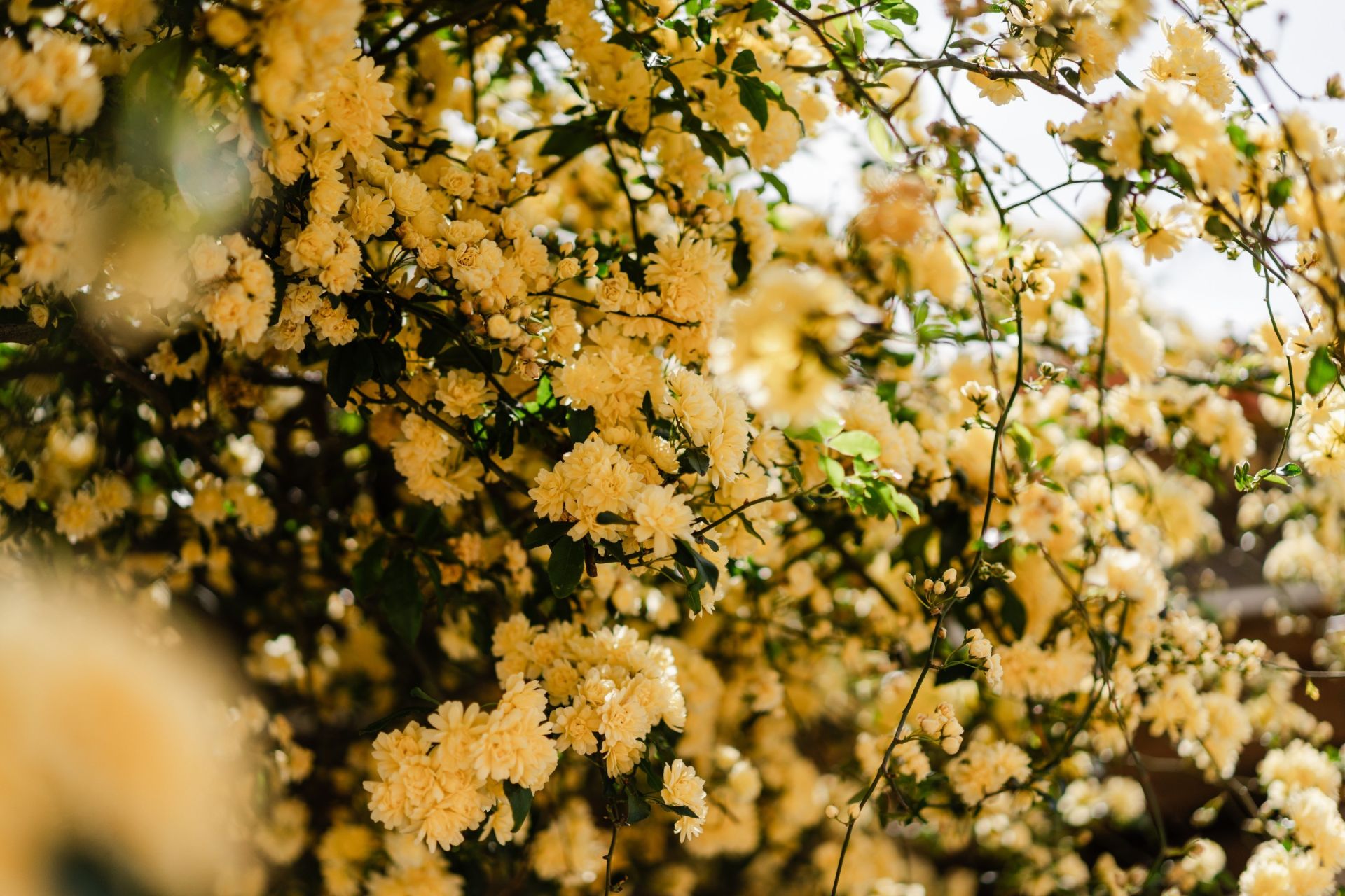 maison de luxe 6 Pièces en vente sur PERPIGNAN (66000)