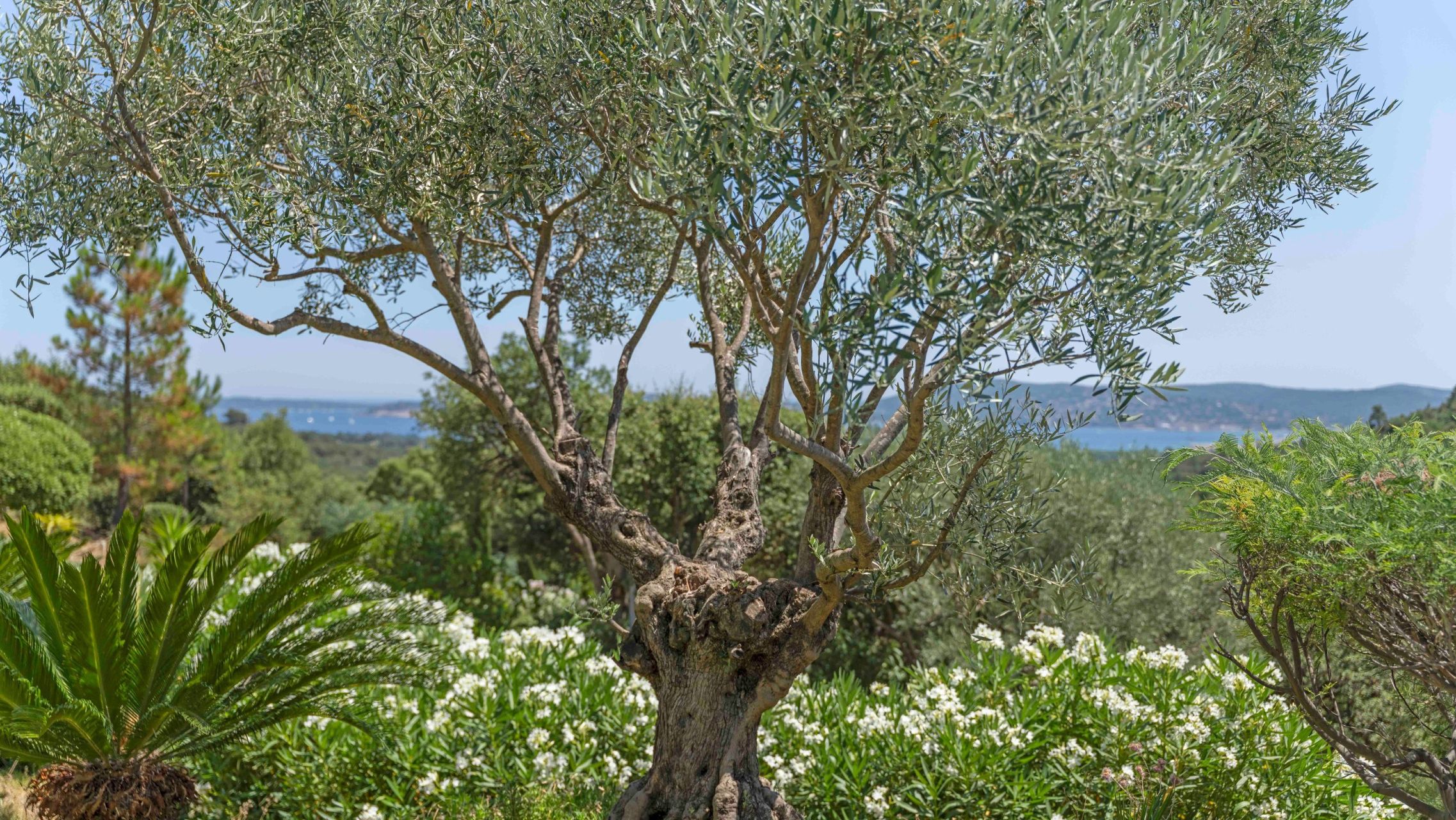 villa de luxe 8 Pièces en vente sur GRIMAUD (83310)