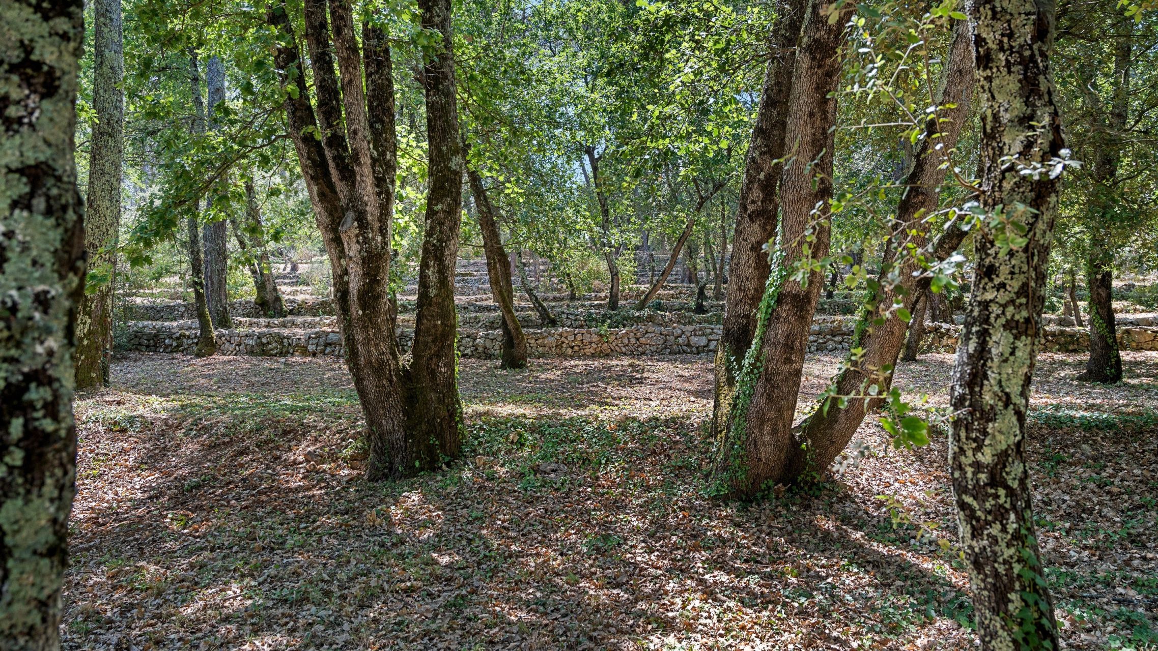 luxury provencale house 6 Rooms for sale on DRAGUIGNAN (83300)